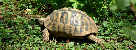 Tartaruga
